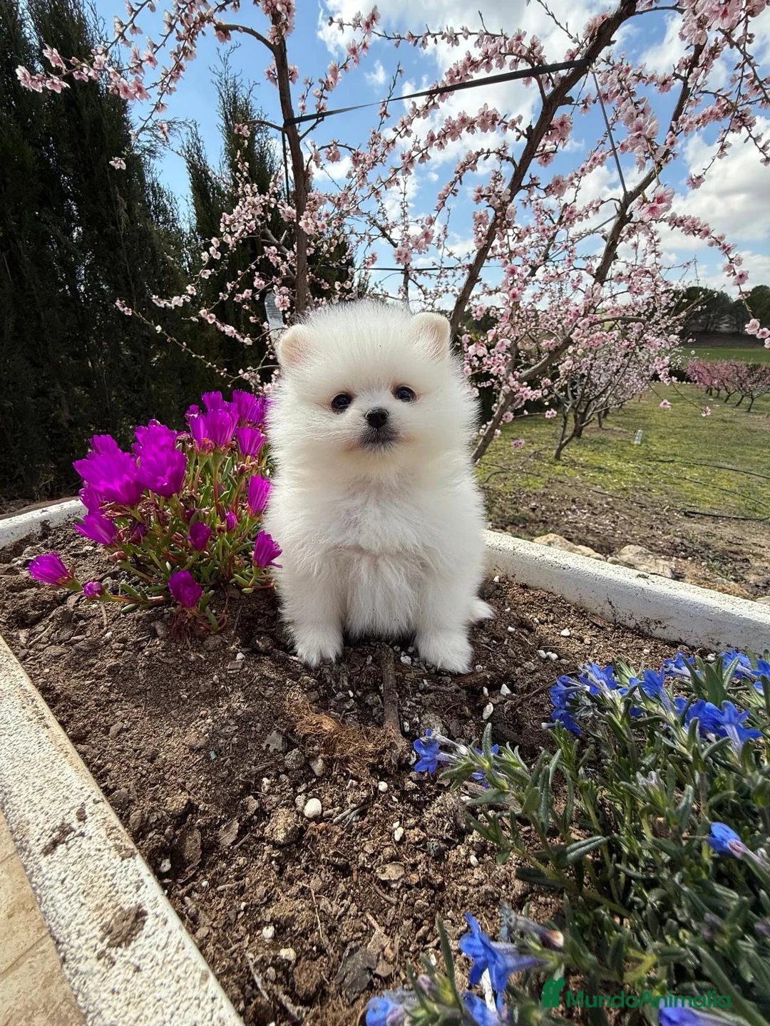 Pomerania perros en venta: Pomeranias toy hembras disponibles  - Anuncio 11