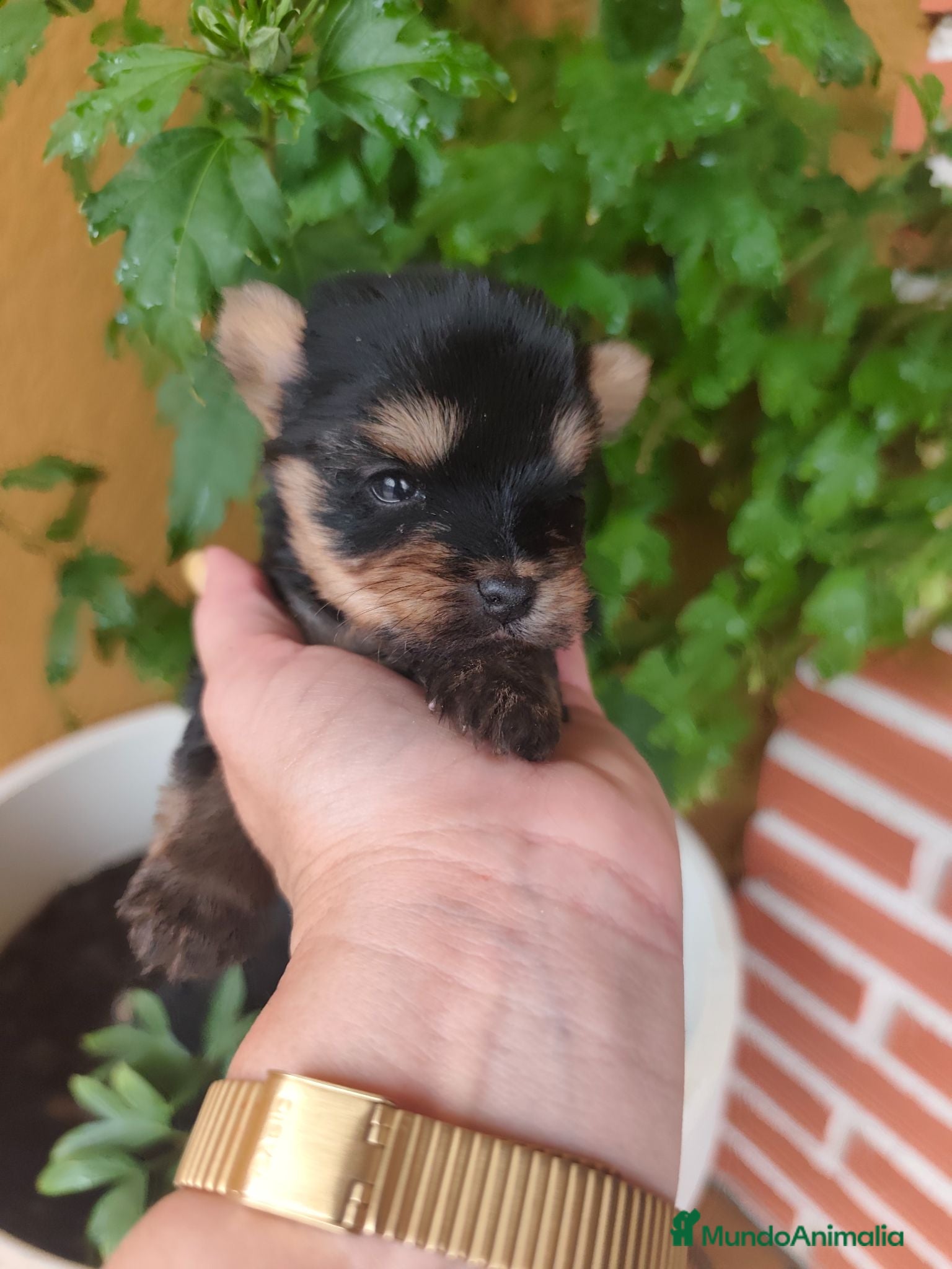 Yorkshire Terrier perros Yorkshire terrier Prao Toro  - Anuncio 13