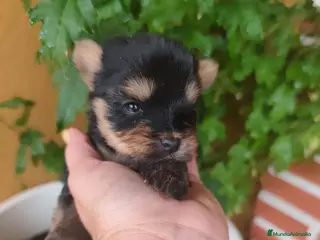 Yorkshire Terrier perros Yorkshire terrier Prao Toro - Anuncio 1