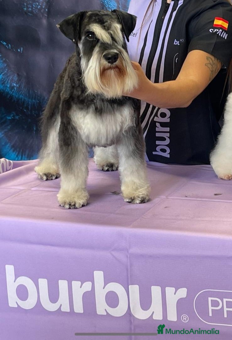 Schnauzer Miniatura perros Schnauzer Cachorros negro plata - Anuncio 19