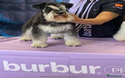 Schnauzer Miniatura perros en venta: Schnauzer Cachorros negro plata - Imagen 1