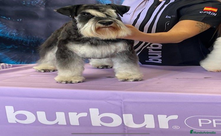 Schnauzer Miniatura perros - Anuncio 2