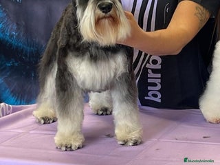 Schnauzer Miniatura perros - Anuncio 1
