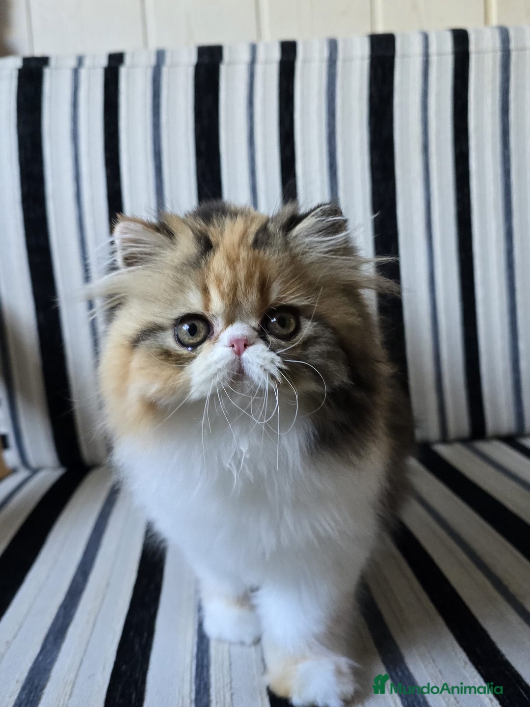 Ragdoll gatos en venta: Persa Pura Calico - Imagen 2