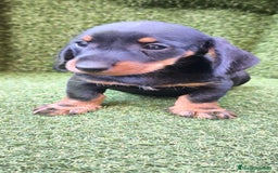Teckel Miniatura perros en venta: teckel canichen  negro fuego  - Imagen 7
