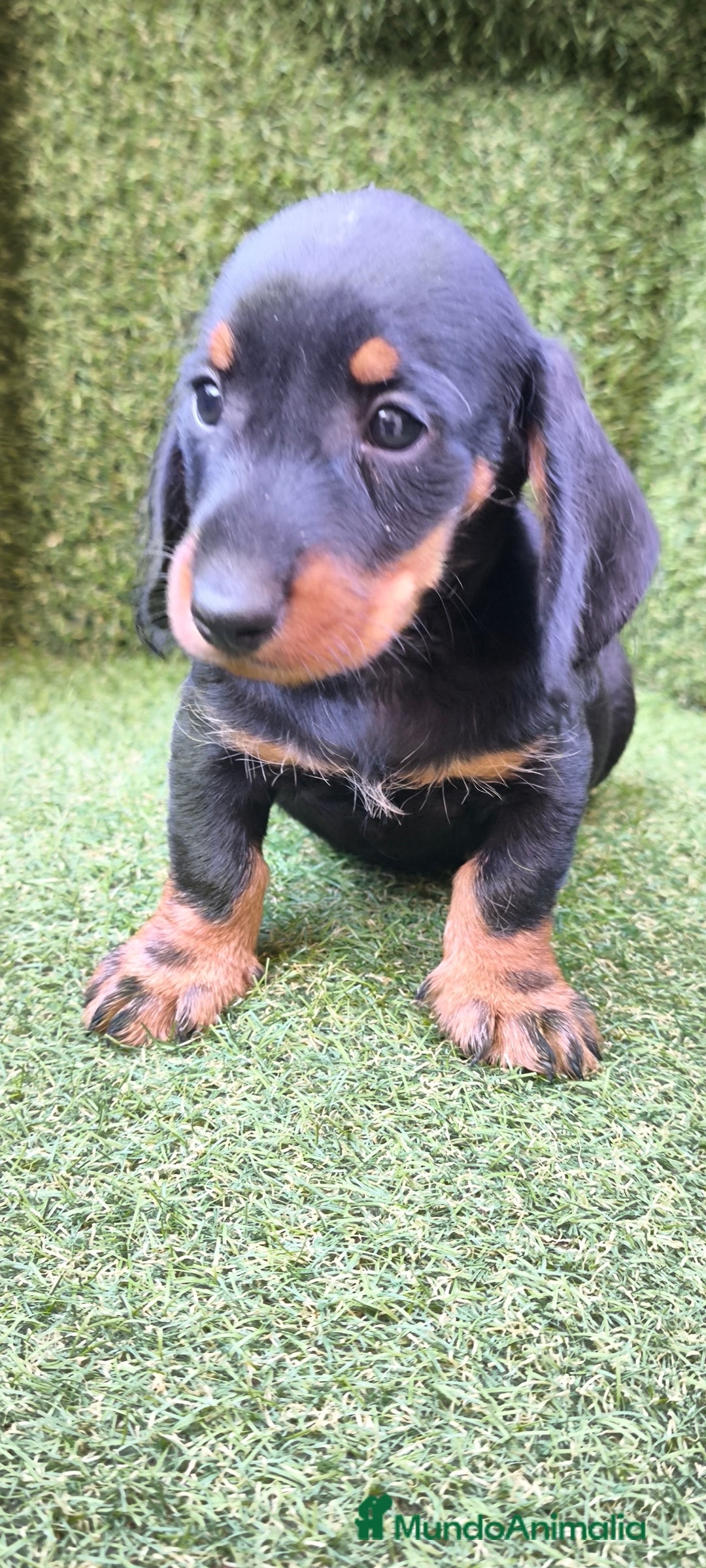 Teckel Miniatura perros en venta: teckel canichen  negro fuego  - Imagen 7