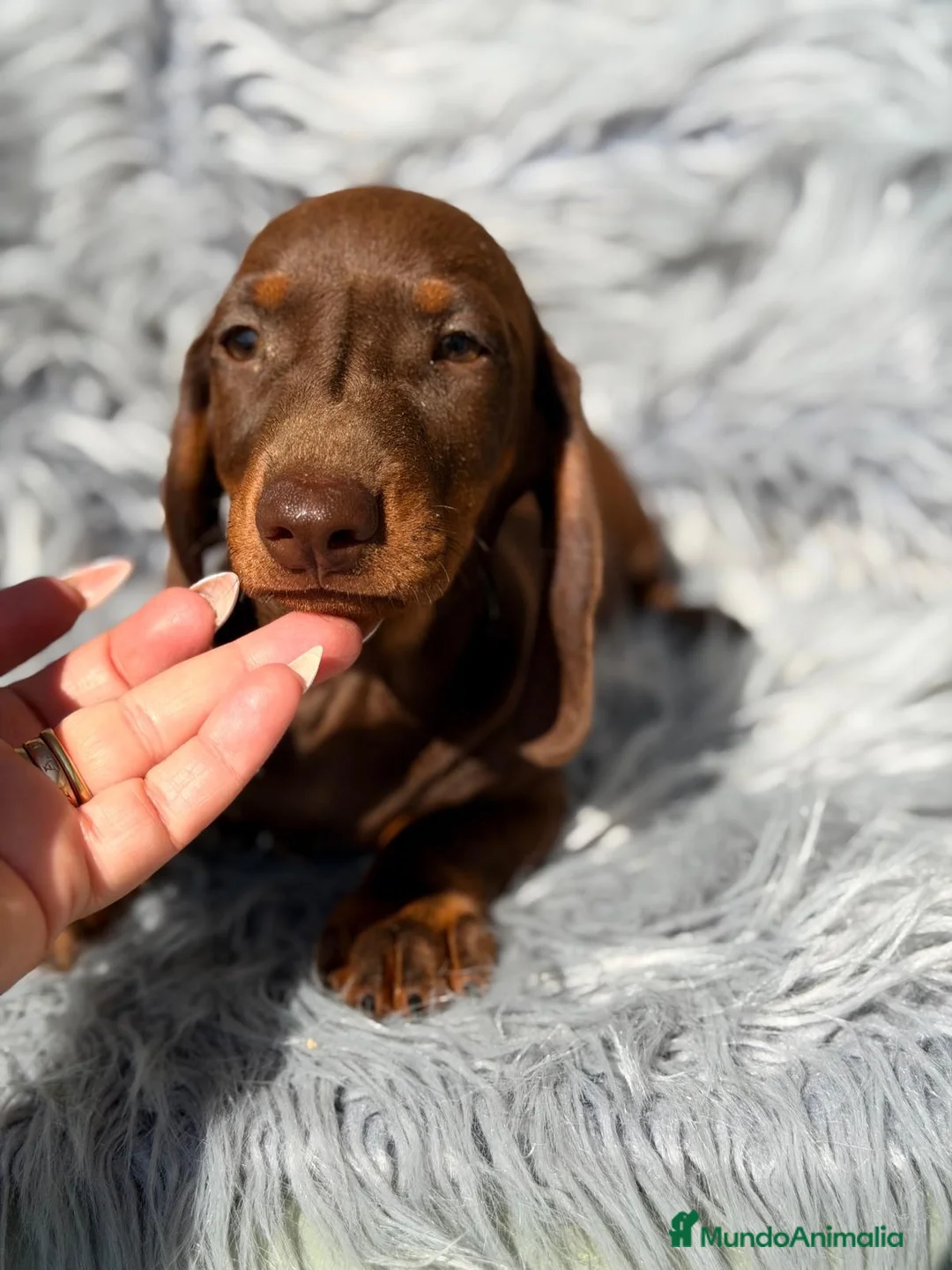 Teckel Miniatura perros en venta: Teckel chocolate - Anuncio 1