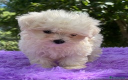 Bichón Maltés perros en venta: Bichon maltés hembra coreana  - Imagen 3
