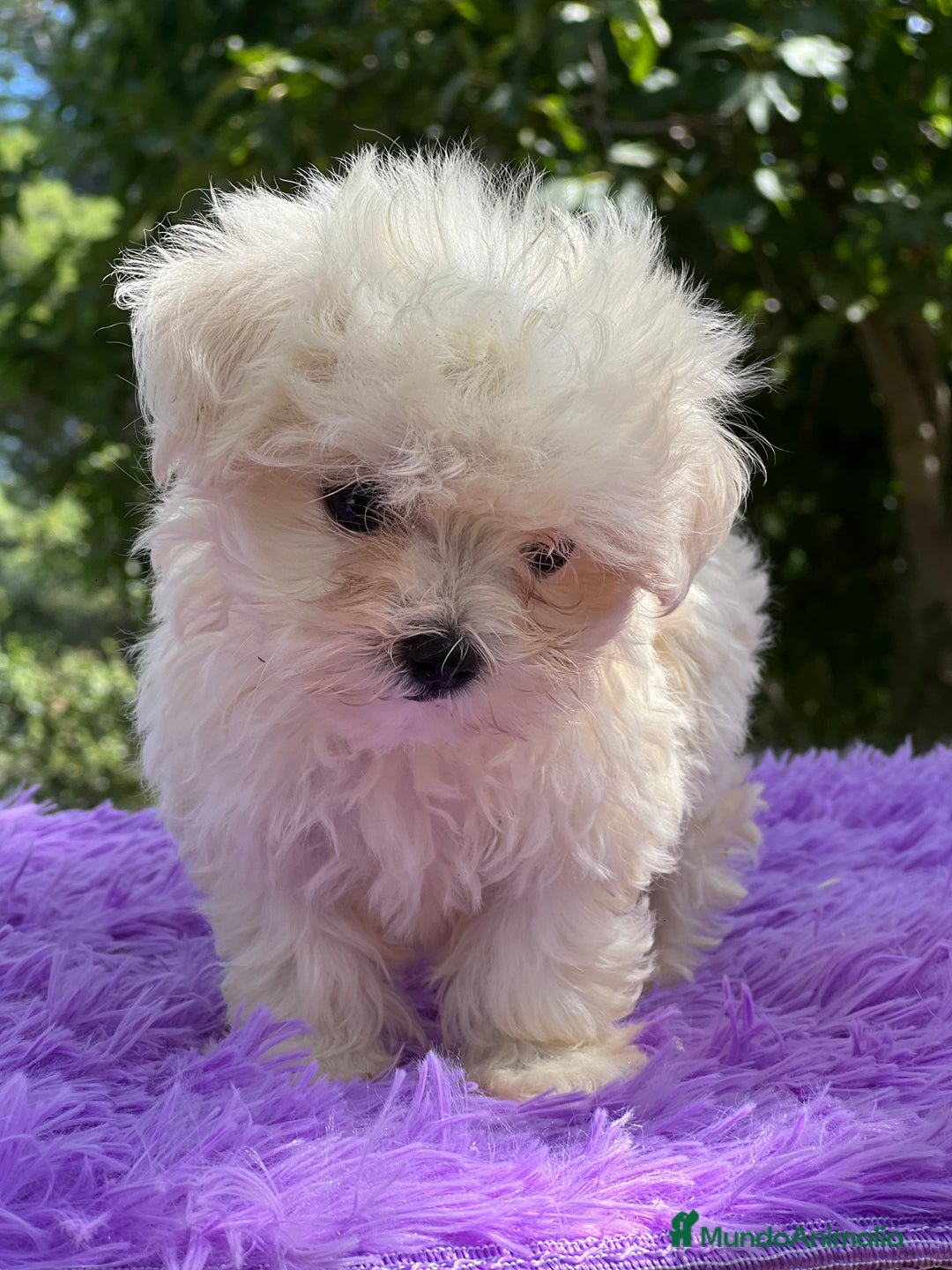 Bichón Maltés perros en venta: Bichon maltés hembra coreana  - Imagen 3