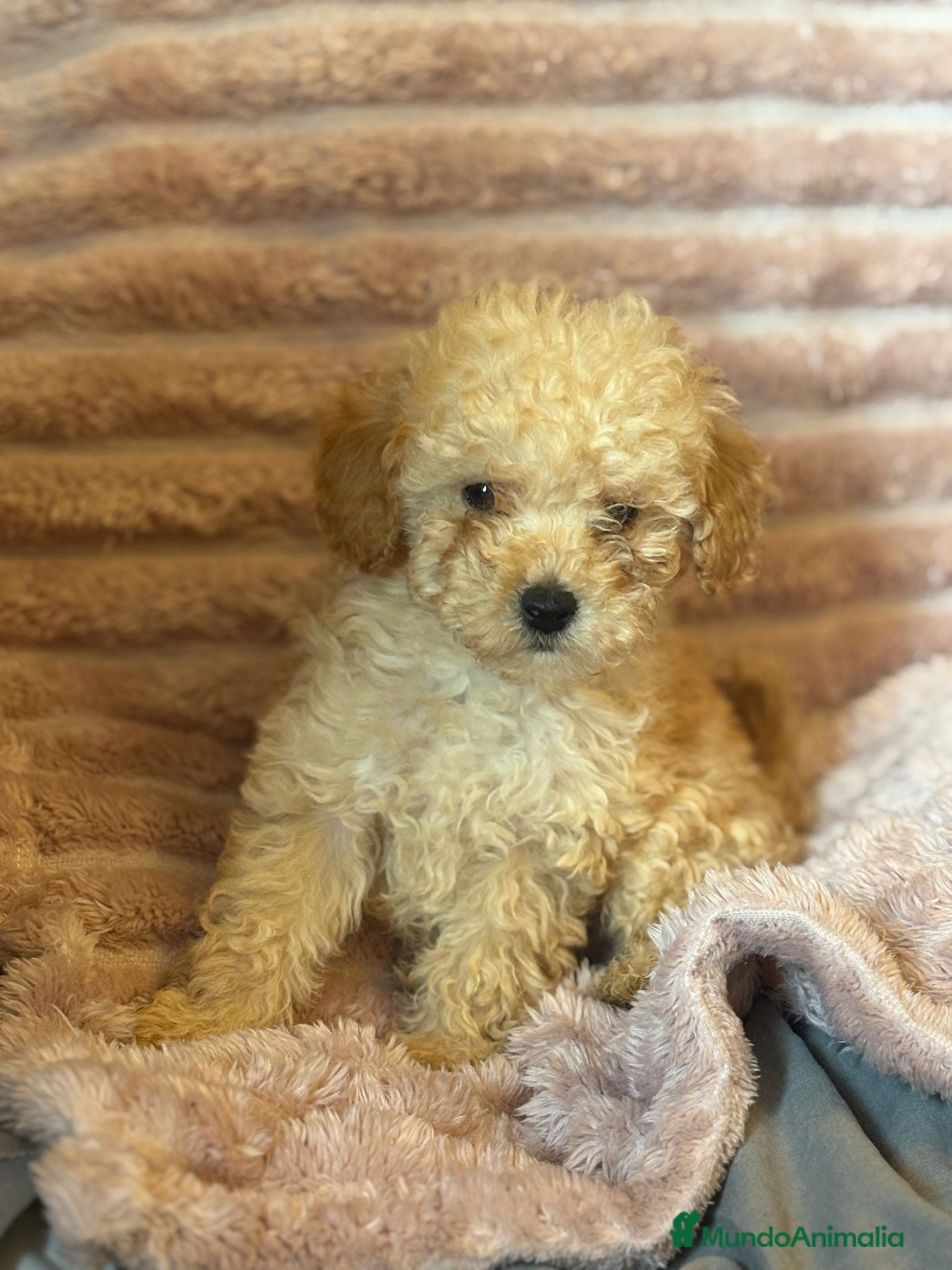 Caniche Toy perros Últimos machitos caniche toy apricot  - Anuncio 1