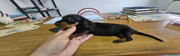 Teckel perros en venta: Espectaculares teckel canichem  - Anuncio 3