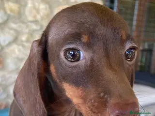 Teckel perros Teckel Hembra 6259 de Tria y Tilo - AQUANATURA en Barcelona - Anuncio 36