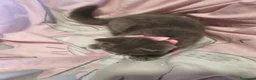 Británico de Pelo Corto Azul gatos en venta: British shorthair blue en Valencia - Anuncio 3