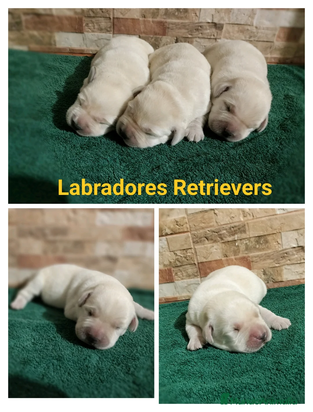 Labrador Retriever perros en venta: Cachorros de labradores amarillos - Anuncio 2