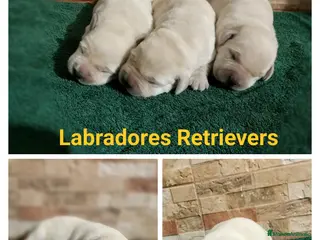 Labrador Retriever perros Cachorros de labradores amarillos - Anuncio 1