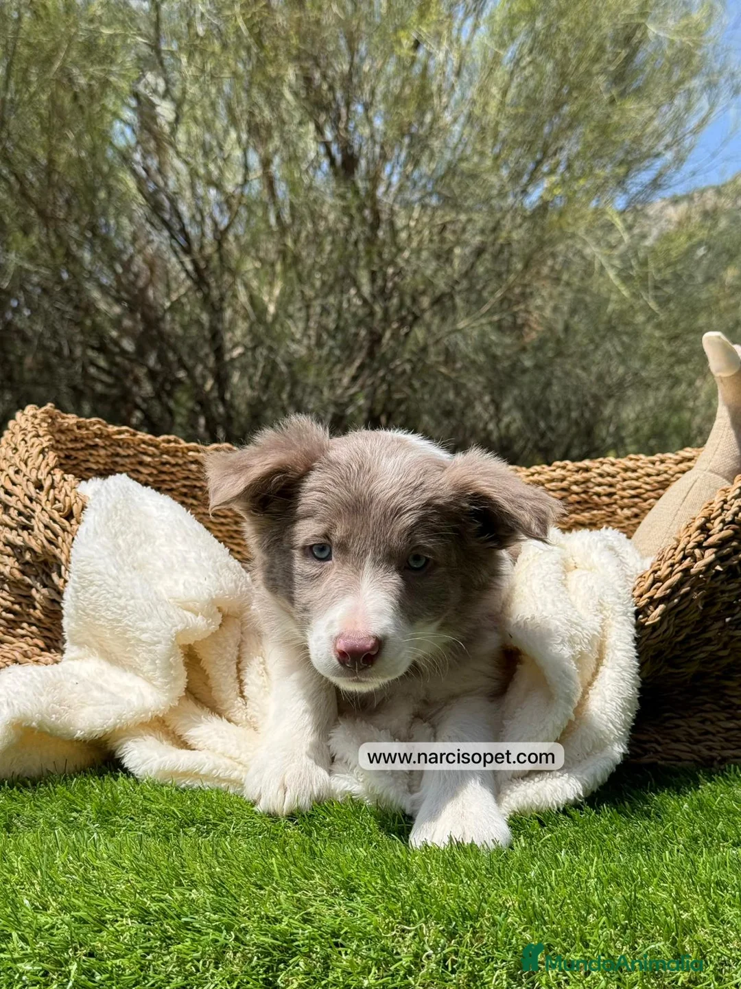 Border Collie perros en venta: BORDER COLLIE LILAC - Anuncio 2