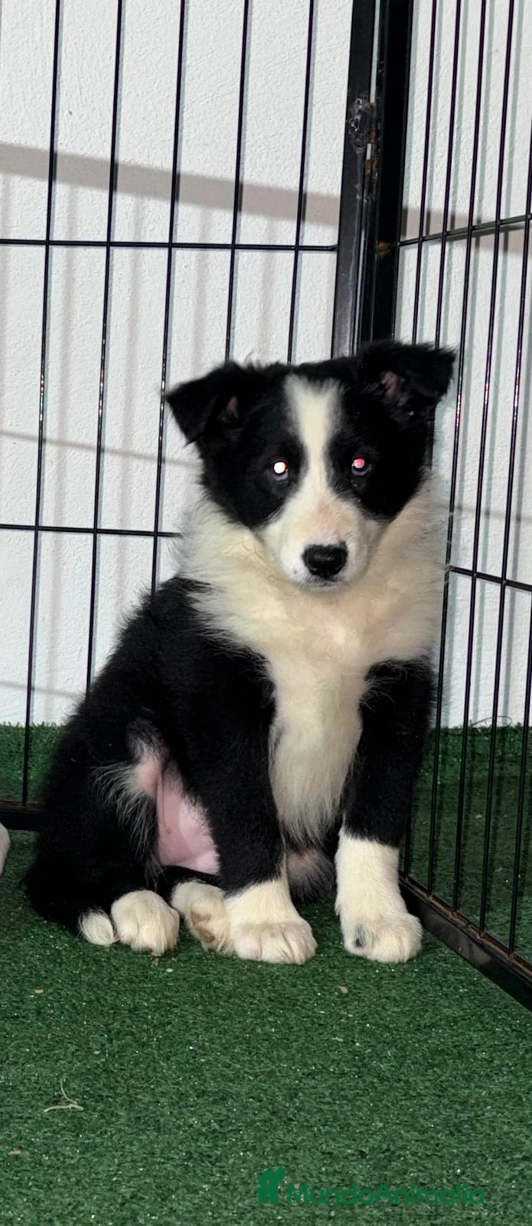 Border Collie perros en venta: Border collie - Anuncio 4