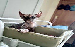 Sphynx gatos en venta: Preciosa hembrita tortuga  - Imagen 3