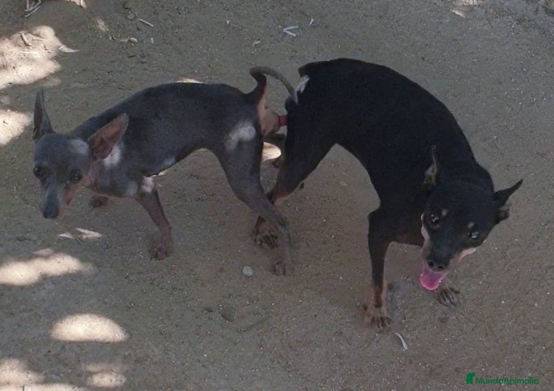 Pinscher Miniatura perros en venta: Pincher Miniatura  - Imagen 4