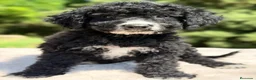 Perro de Agua Español perros en venta: Pdae negro  - Anuncio 2