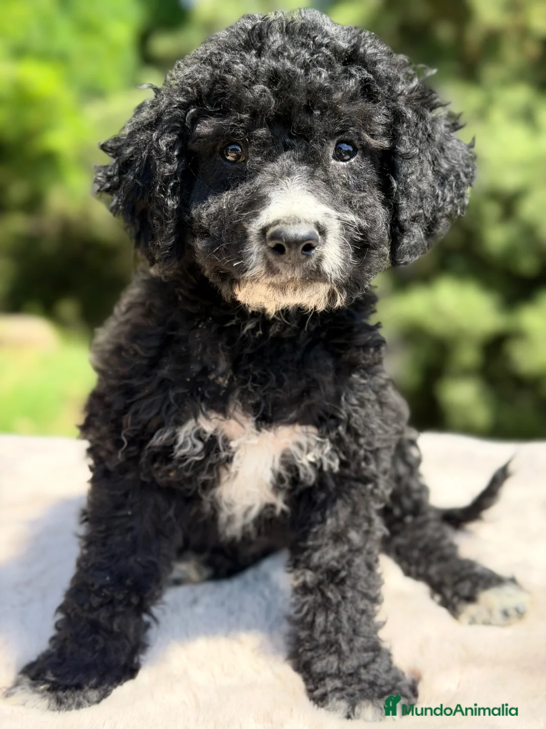 Perro de Agua Español perros en venta: Pdae negro  - Anuncio 2