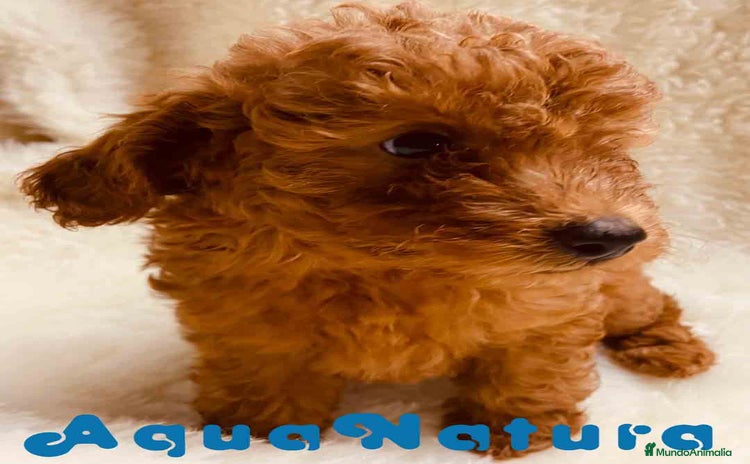 Caniche Toy perros - Anuncio 3