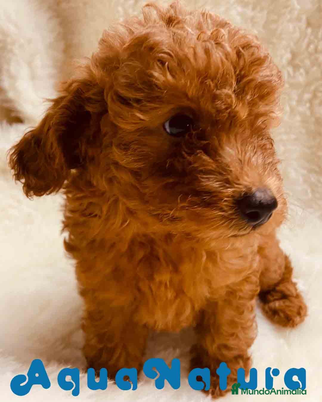 Caniche Toy perros en venta: Caniche Hembra 1 de Pastanaga AQUANATURA - Imagen 1