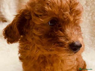 Caniche Toy perros Caniche Hembra 1 de Pastanaga AQUANATURA - Anuncio 15