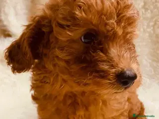 Caniche Toy perros Caniche Hembra 1 de Pastanaga AQUANATURA - Anuncio 30