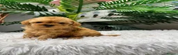 Caniche Toy perros en venta: CANICHE TOY-MUY PEQUEÑITO - Anuncio 19