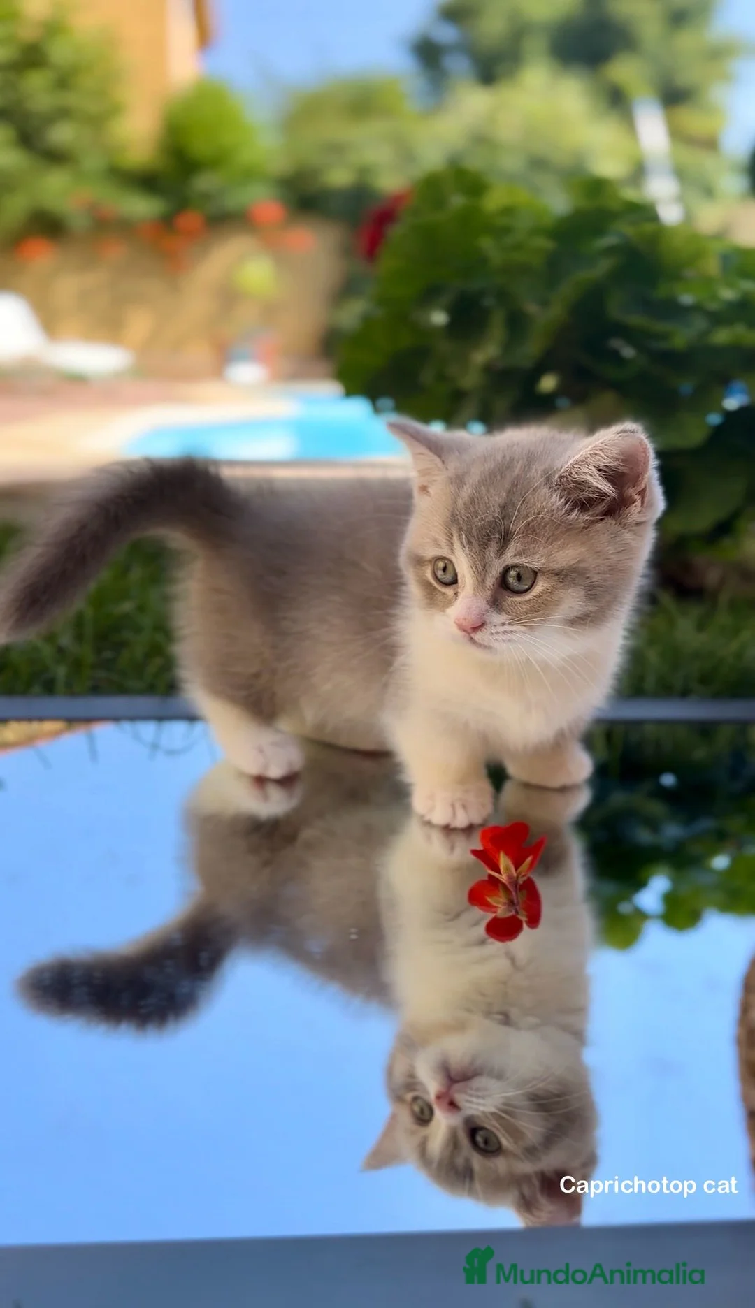 Munchkin gatos en venta: Munchkin gatitos - Anuncio 1