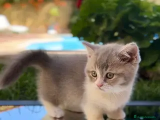 Munchkin gatos Munchkin gatitos - Anuncio 3