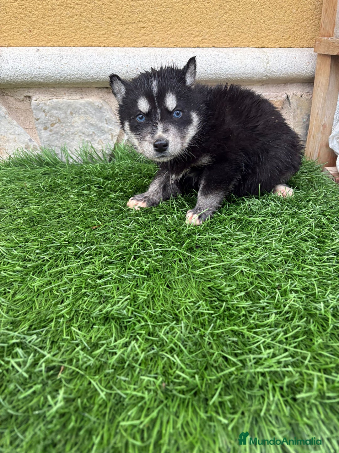 Husky Siberiano perros en venta: Cachorro de Husky Siberiano macho  - Anuncio 16