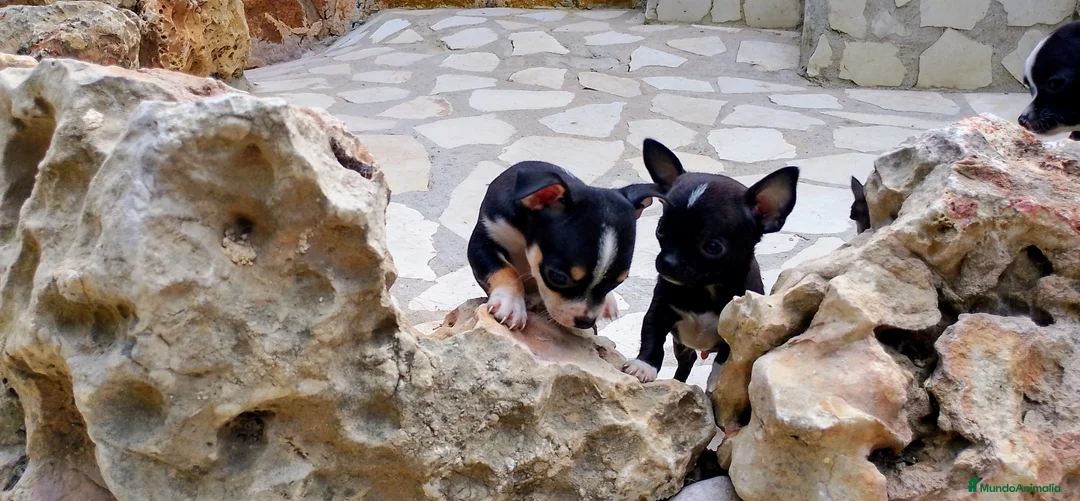 Chihuahua perros en venta: Chihuahua  - Anuncio 4