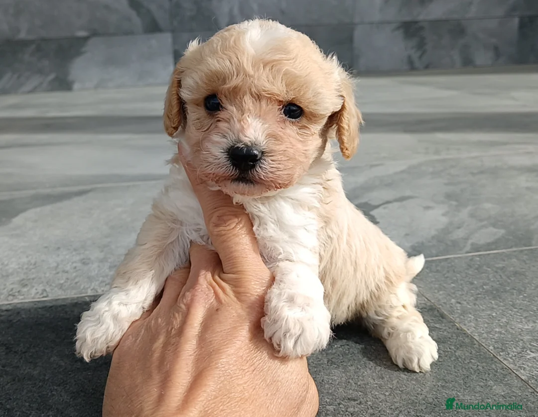 Maltipoo perros en venta: Maltipoo  - Anuncio 2