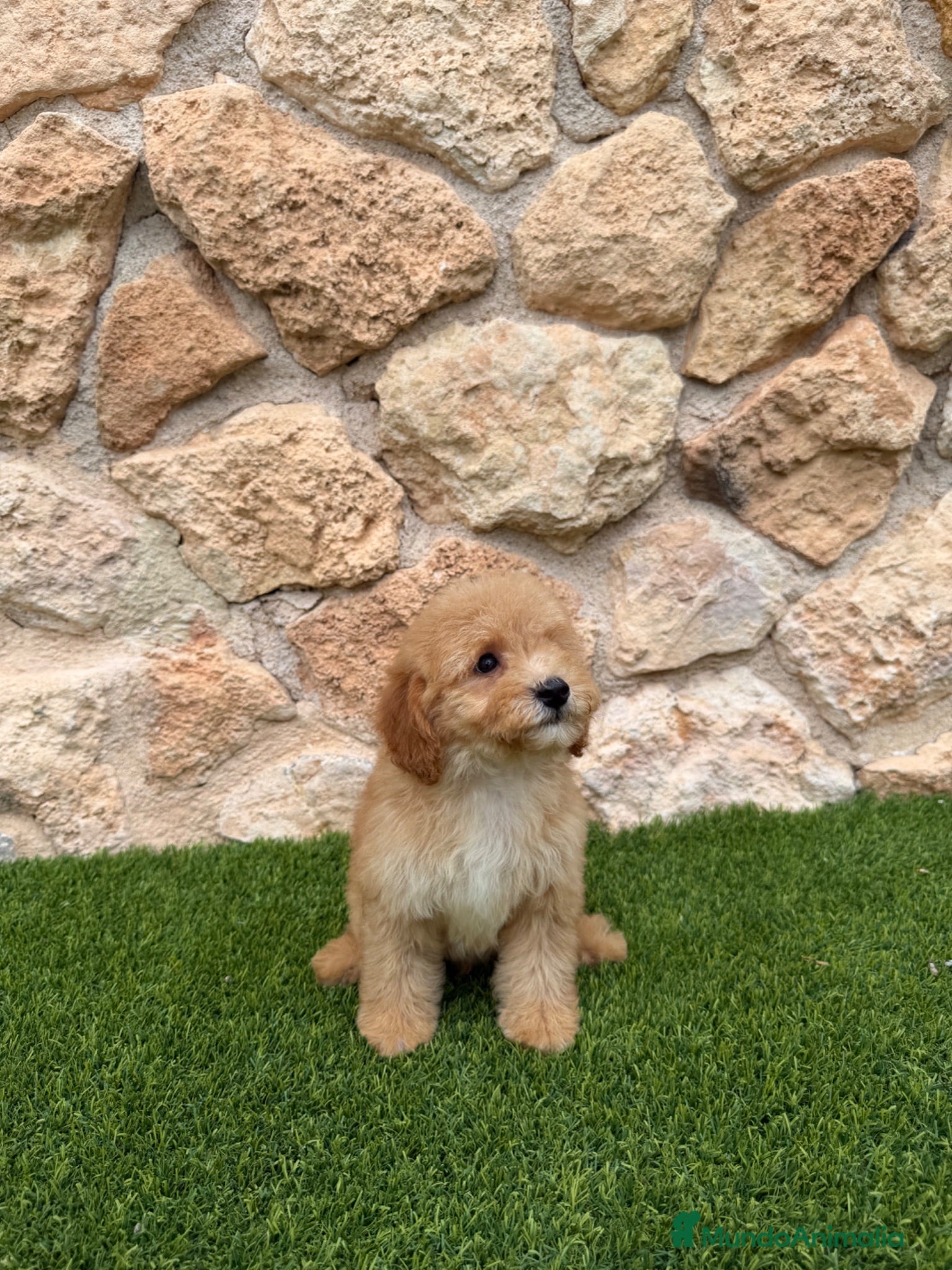 Caniche Toy perros Excelente caniche toy  - Anuncio 2