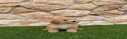 Caniche Toy perros en venta: Excelente caniche toy  - Anuncio 1