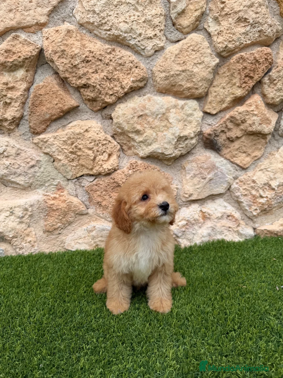 Caniche Toy perros en venta: Excelente caniche toy  - Anuncio 1