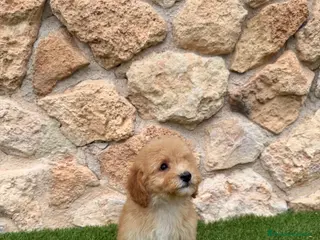 Caniche Toy perros Excelente caniche toy - Anuncio 8