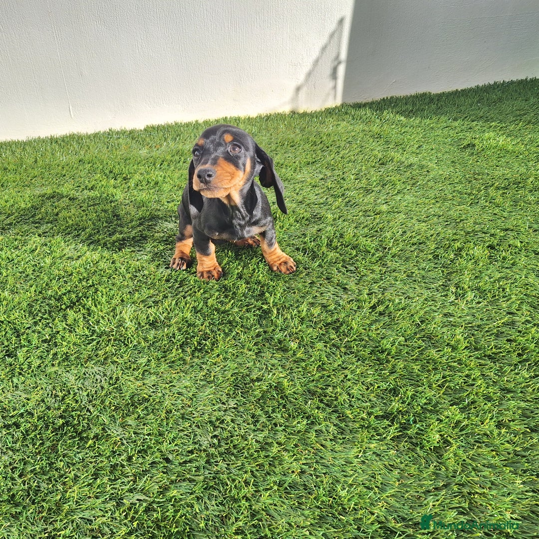 Teckel Miniatura perros en venta: TECKEL MINIATURA  - Anuncio 1