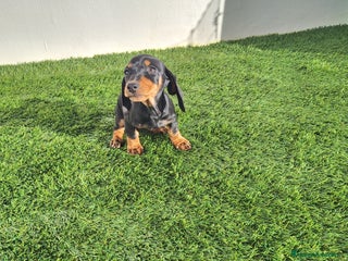 Teckel Miniatura perros TECKEL MINIATURA - Anuncio 1