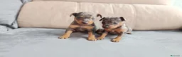 Pinscher Miniatura perros en venta: Pincher miniatura en Badajoz - Anuncio 1