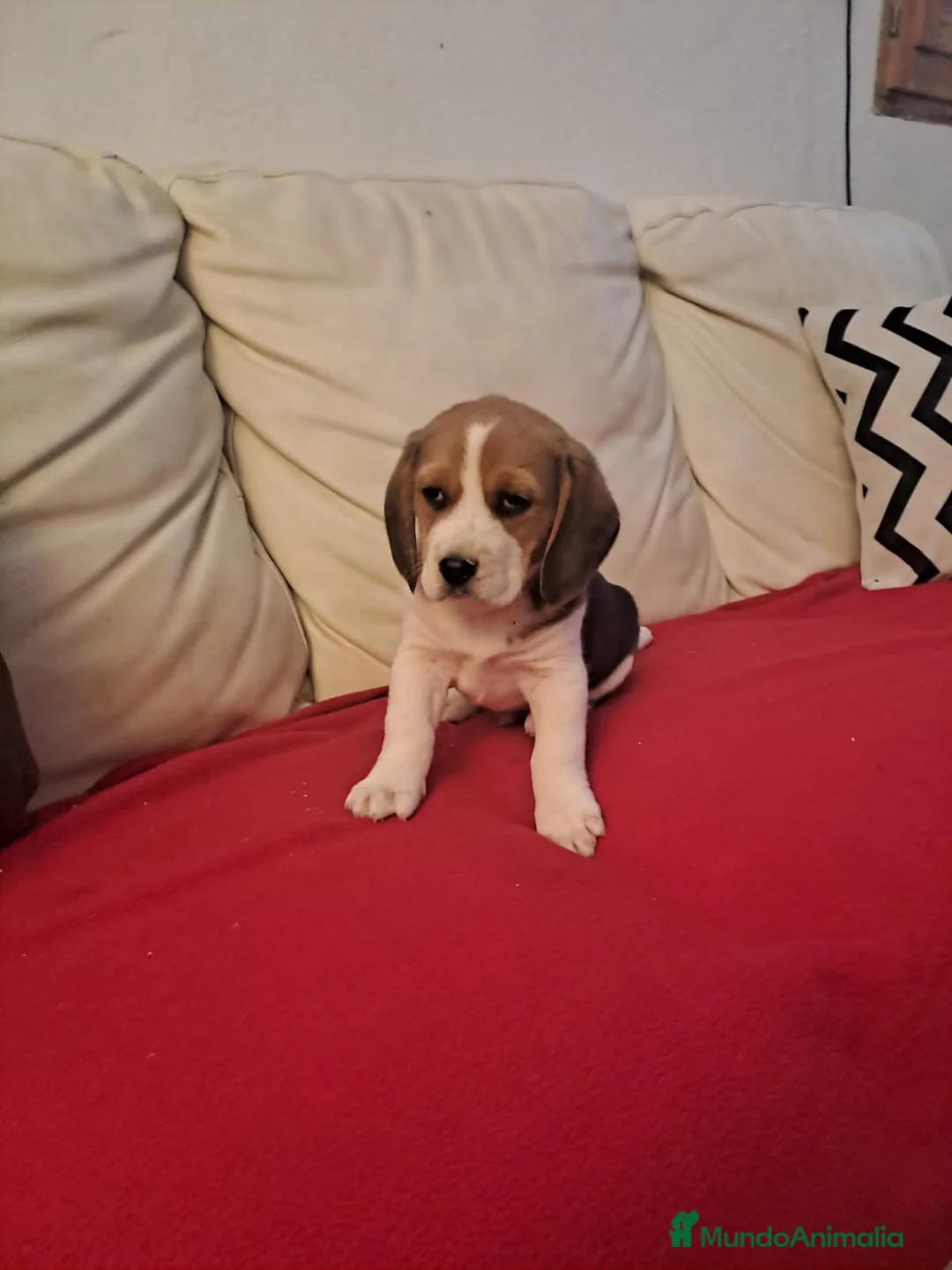 Beagle perros en venta: Beagle macho - Anuncio 3