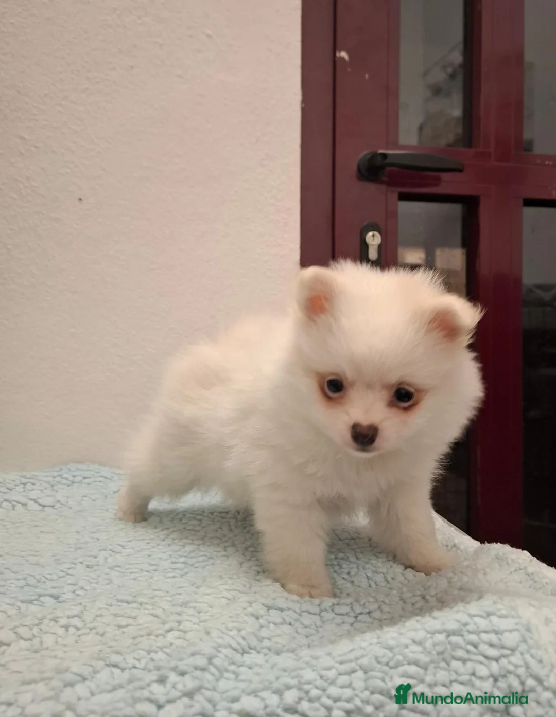 Pomerania perros en venta: Pomerania hembra - Anuncio 6