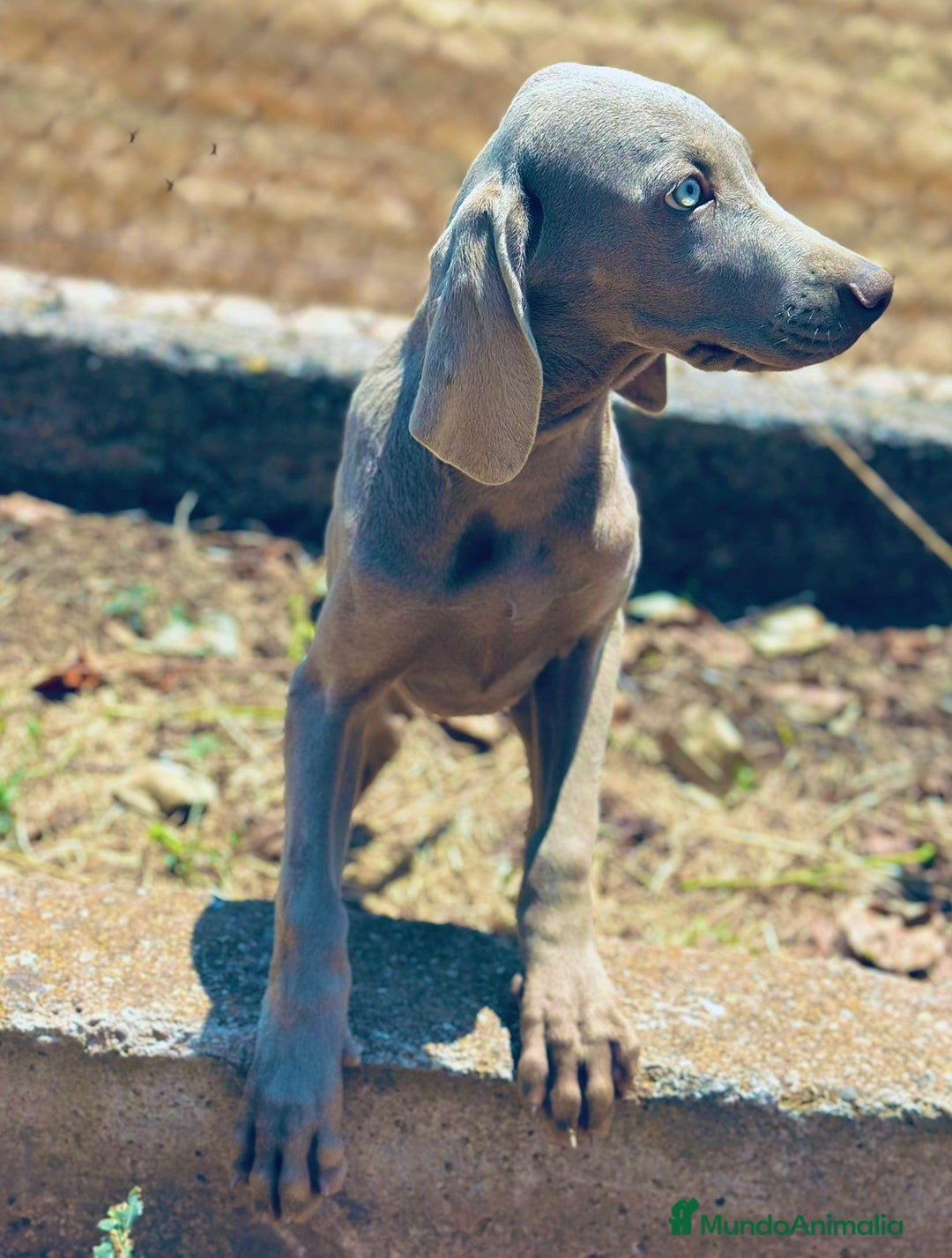 Weimaraner perros en venta: Braco  de weimar hembra  - Imagen 5