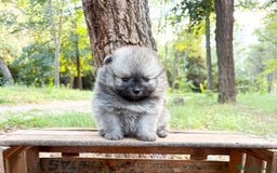 Pomerania perros en venta: Pomerania - Imagen 6