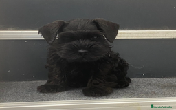 Schnauzer Miniatura perros en venta: Magníficos cachorros de Schanuzer miniatura negros - Imagen 1