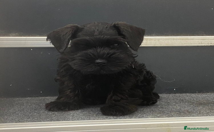 Schnauzer Miniatura perros - Anuncio 1