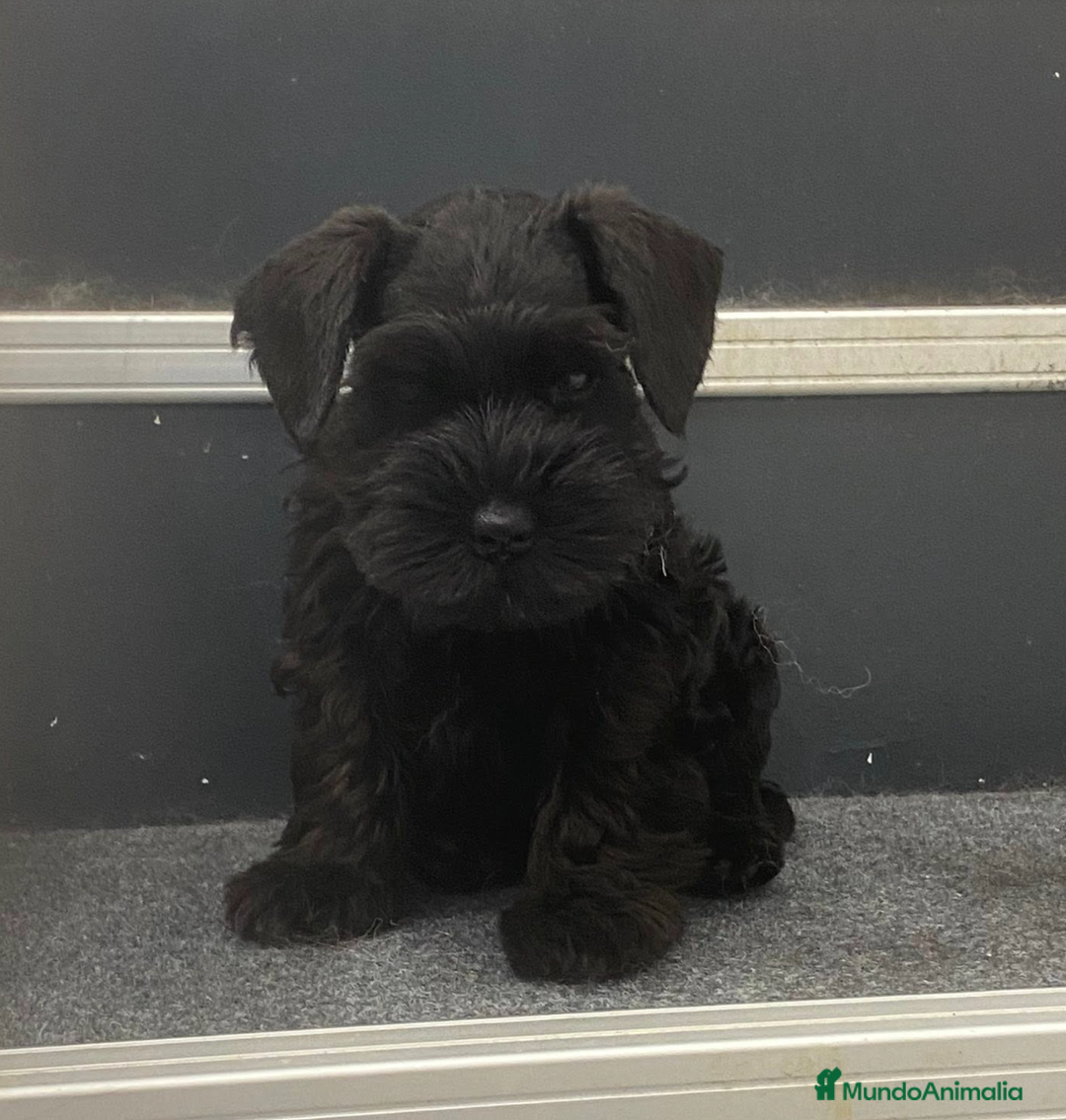 Schnauzer Miniatura perros en venta: Magníficos cachorros de Schanuzer miniatura negros - Imagen 1