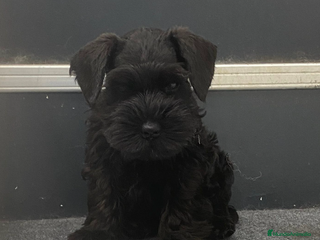 Schnauzer Miniatura perros - Anuncio 13